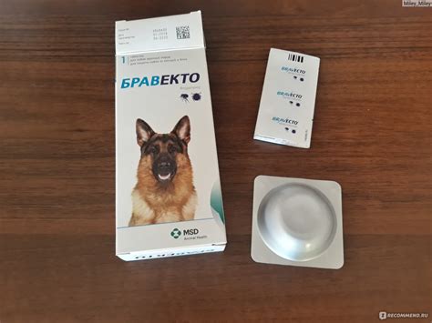 Как правильно применять таблетки Бравекто для кошки: обзор инструкции