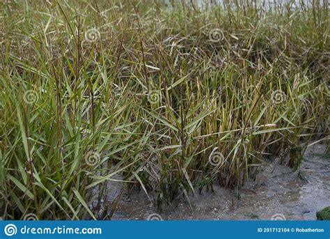 On The Edge Of The River Orwell At Pin Mill Suffolk Stock Photo