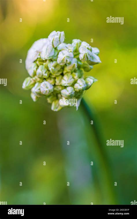 Leek Bud Allium Stock Photo Alamy