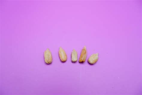 Parts Of A Seed Stock Photos Images And Backgrounds For Free Download