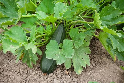 19 Zucchini Plant Diseases Ataifaurelia