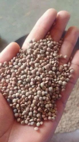 Masoor Dal Lentils Packaging Size 50 Kg At ₹ 65kg In Dindori Id