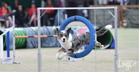 How to make agility competitions fun again? - OneMind Dogs