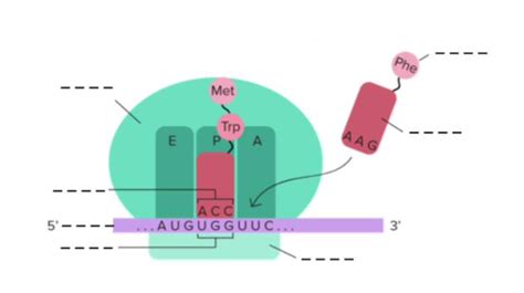 Ribosom Diagram Quizlet