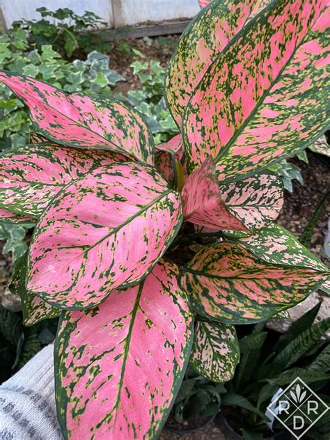 Aglaonema 'Red Valentine' - Red Dirt Ramblings®