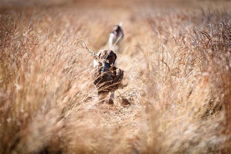 Colorado Pheasant And Bird Hunting Guided Trip Planner Destination