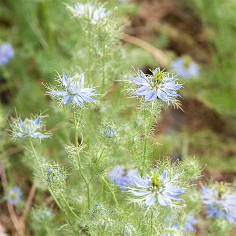 Nigelle De Damas Miss Jekyll Dark Blue