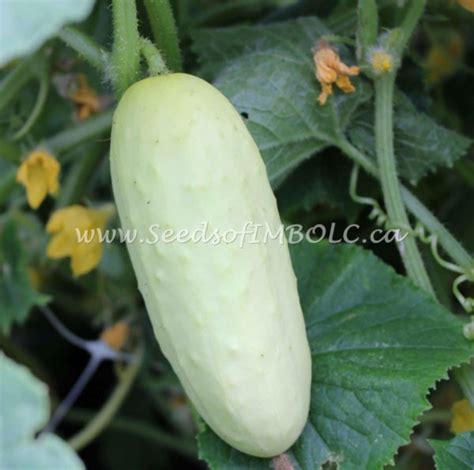 Cucumber Salt And Pepper Seeds Of Imbolc