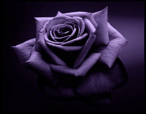 Purple And Black Roses Wallpapers - Wallpaper Cave