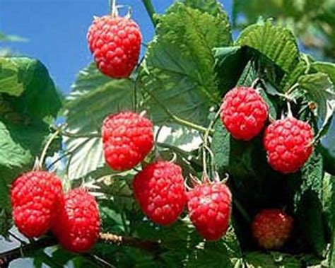 Малина Гусар - отзывы, фото, посадка и уход за малиной сорта Гусар