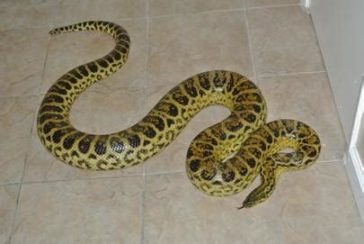 Yellow Anacondas - Revision Reptiles