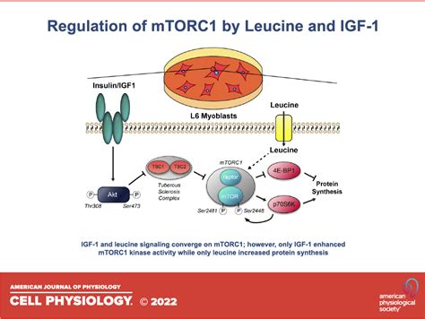 Convergence Of Signaling Pathways In Mediating Actions Of Leucine And