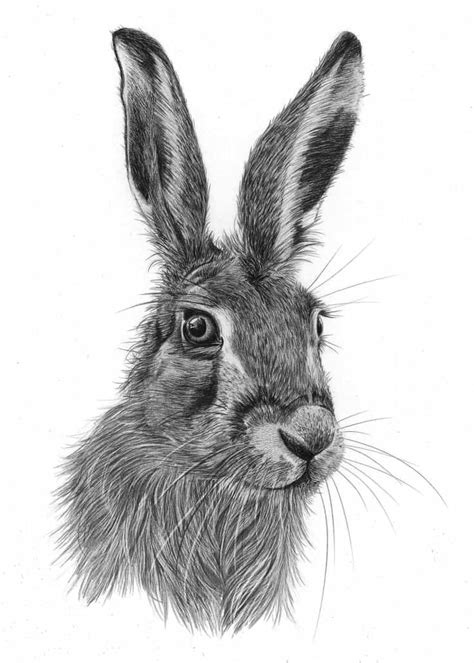 animals pencil drawing animal drawings  angela  pencil sketch