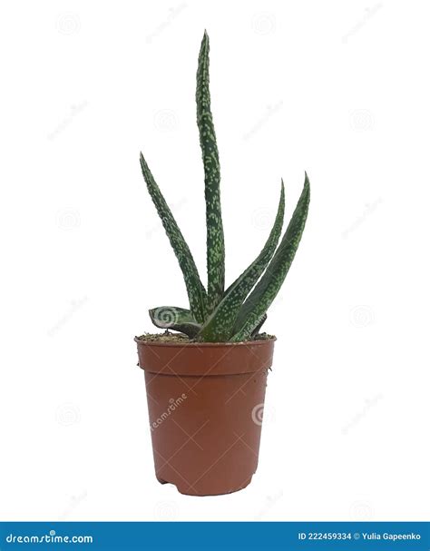 Planta Suculenta Num Vaso Isolado Em Branco Foto De Stock Imagem De