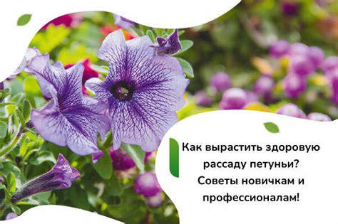 Рассада петуньи: инструкция по выращиванию | Садовита – дачная находка ...