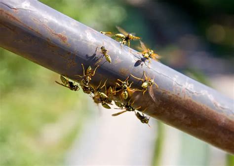 Hornets Pest Control 4 Simple Steps To Get Rid Of Hornets Nm Pest Control