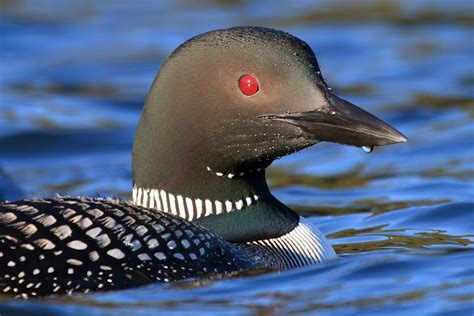 Victoria Wildlife At Risk from Oil Spill - Oiled Wildlife Society of BC