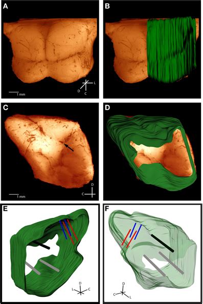 Frontiers Three Dimensional Brain Reconstruction Of In Vivo Electrode