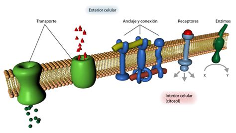 Ciencias Biológicas Estructura De La Membrana PlasmÁtica