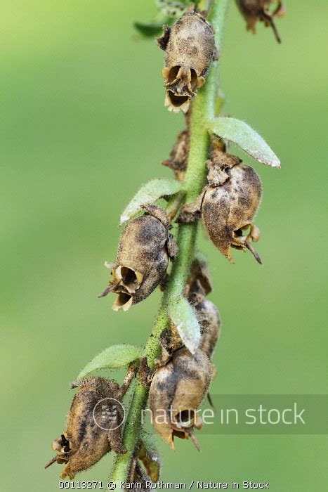 Snapdragon Seed Pod Info When And How To Harvest Snapdragon, 48% OFF
