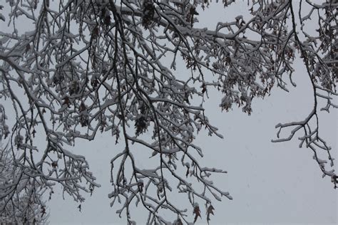 Bildet Vinter Sn Tr R Himmel Gren Tre Frysing Frost Kvist