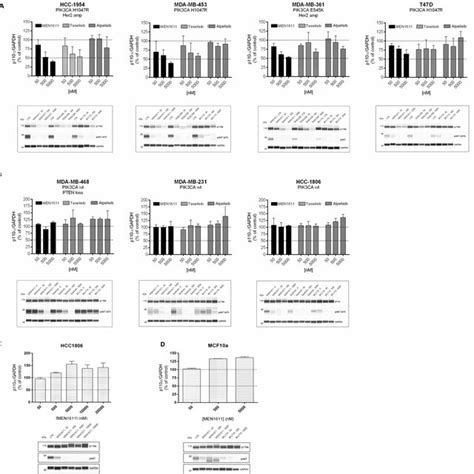 p110α protein levels in breast cancer cell lines treated with MEN1611