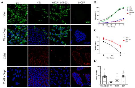 Ijms Free Full Text Establishment And Characterization Of A Brca1−