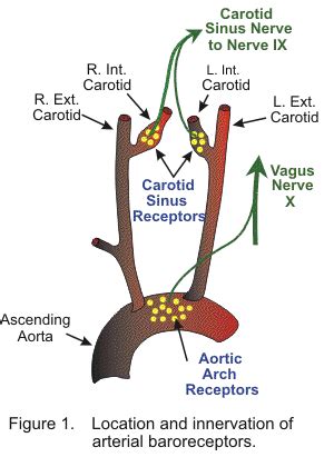 CV Physiology | Arterial Baroreceptors