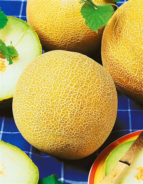 Дыня Осень: описание и характеристики сорта, особенности посадки и ...
