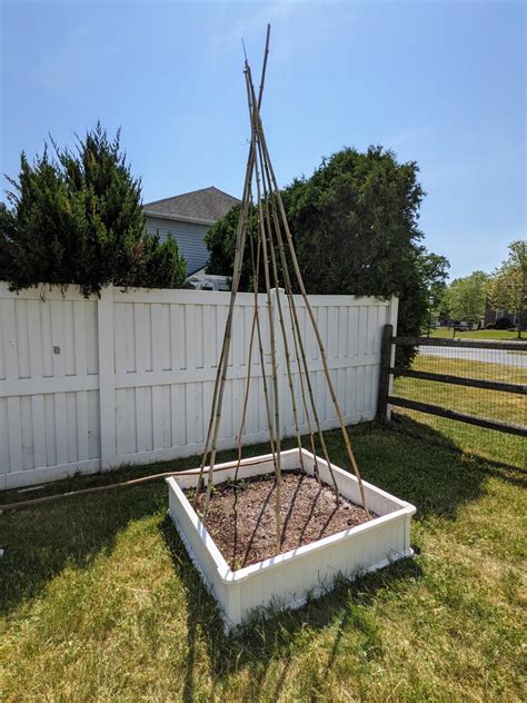 How To Make A Pole Bean Teepee With Bamboo Bunny S Garden