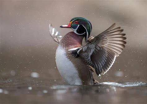 ducks behavior animalbehaviorcorner