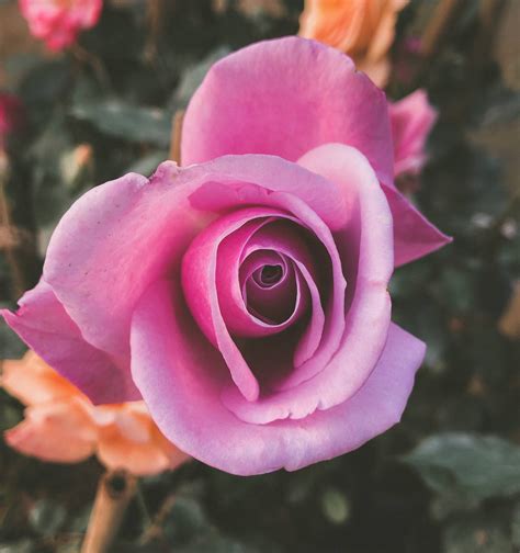 100 Pretty Pink Wallpapers