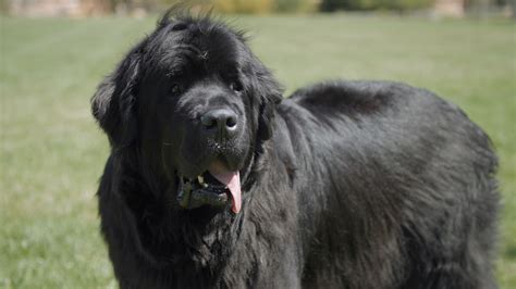 Top 10 Big Dog Breeds That Are Absolute Favorites - Hunter Games Magazine
