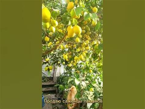 Продаю саженцы и плоды лимонов - YouTube