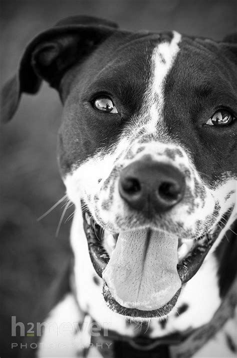 Boxerdalmation Mixnow Hes Cute Mixed Breed Dogs Dalmation