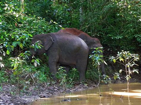 Searching For Pygmy Elephants In Borneo: KINABATANGAN RIVER SAFARI