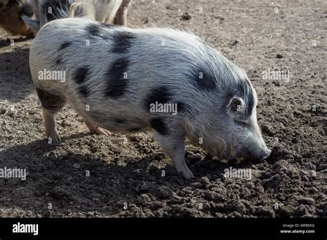 Piglet Sus Scrofa Domestica At An Organic Farm Stock Photo Alamy