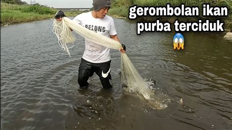 Jala Ikan Nila Di Sungai Dangkal Dapat Gerombolan Ikan Nila Babon