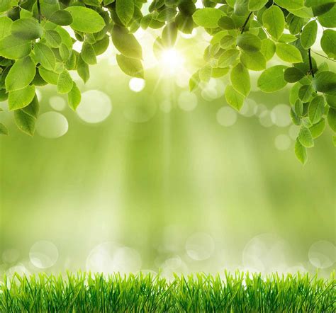 Spring Green Grass Sunshine Bokeh Photography Backdrops – Shopbackdrop