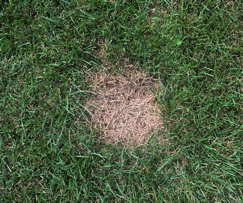 How to prevent necrotic ring spot lawn disease in your yard | Homes and ...
