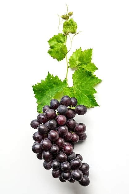 Racimo De Uvas Moradas Con Hoja De Uva Aislado Sobre Fondo Blanco