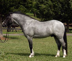 blue roan Welsh pony stud | Horses, Welsh pony, Pretty horses