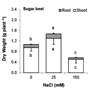 Effect Of Different Levels Of Salinity On Dry Weight Of Shoot And Root