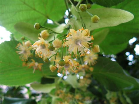 Липа свойства | Лекарственные травы и растения