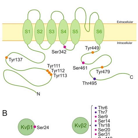 Schematic Representation Of Kv Membrane Topology And Kv Beta