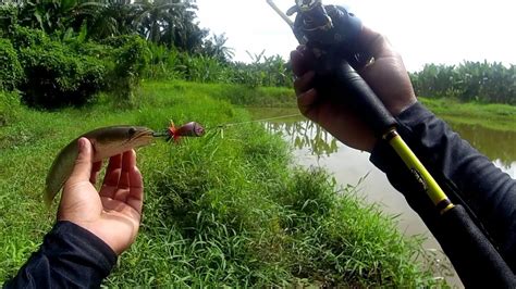 Cara Jitu Menggunakan Jaws Frog Yang Benar Agar Dapat Babon Gabus