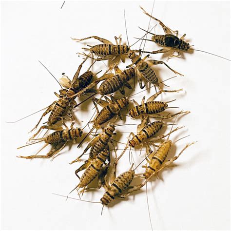 Live Premium Crickets Shipped To Your Door