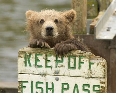 Species Success Stories 10 Animals Back From The Brink Live Science
