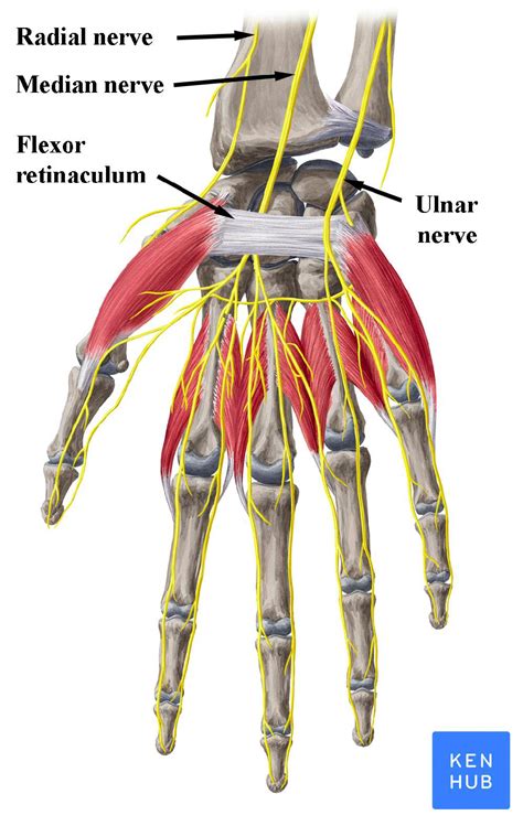 Median Nerve Hand