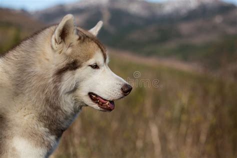 Ritratto Di Profilo Del Cane Beige E Bianco Libero Del Husky Siberiano